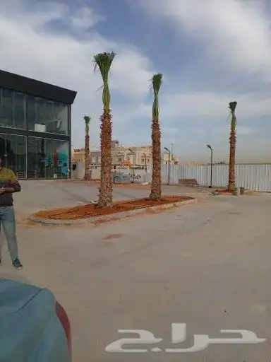 نخل واشنطن زينه جميع المقاسات متوفره 4