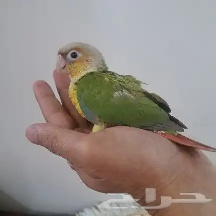 كنيورات غر 7