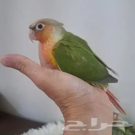 كنيورات غر 3