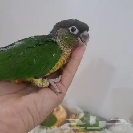 كنيورات غر 1