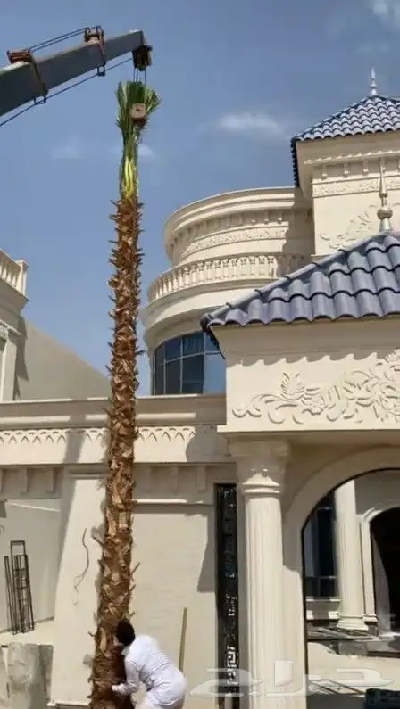 نخل واشنطن زينه جميع المقاسات متوفره 3