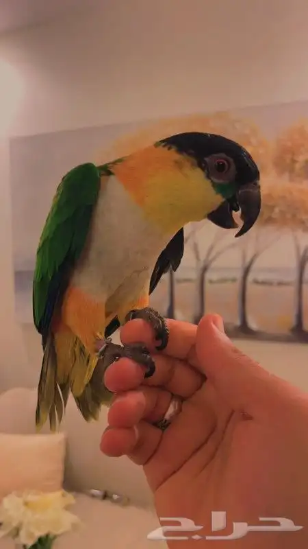 ببغاء الكايك البهلواني أليف 2
