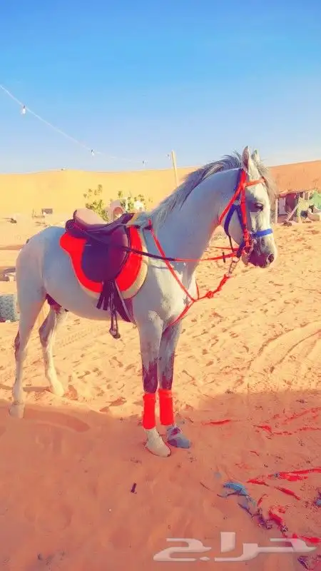 اجار جمال خيول رحول زلول راكبي بوني صقور 14