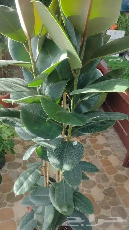 مشتل تنسيق حدائق 8