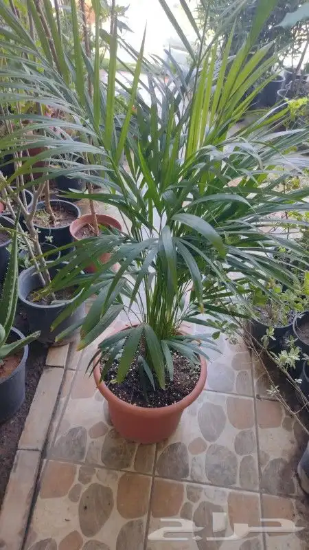 مشتل تنسيق حدائق 7