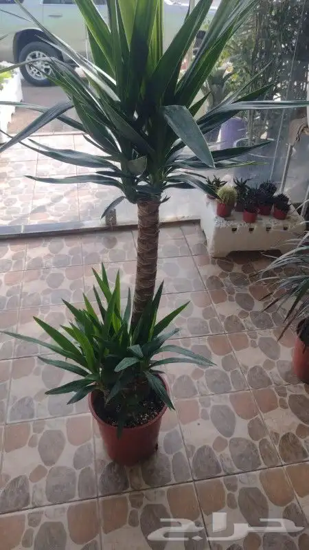 مشتل تنسيق حدائق 6