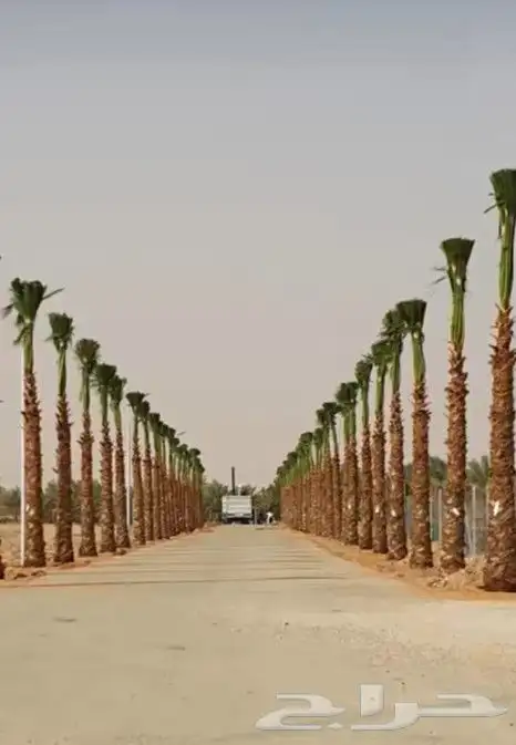 نخل واشنطن زينه جميع المقاسات متوفره 0