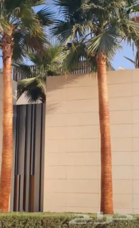 نخل واشنطن زينه جميع المقاسات متوفره 1