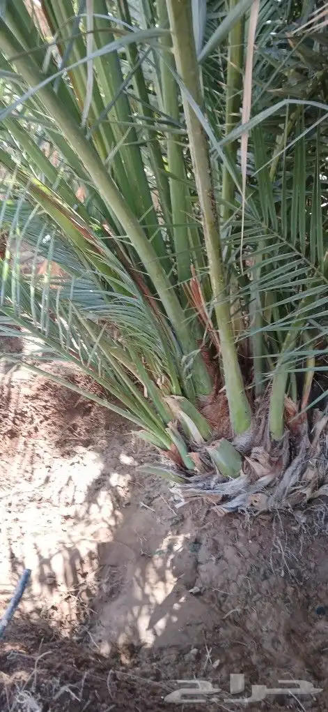 نخل للبيع جميع المقاسات 4