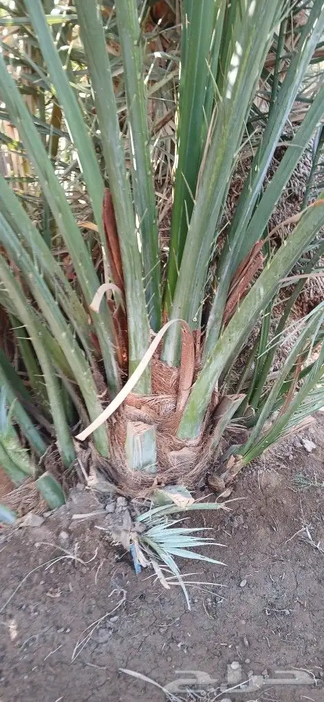 نخل للبيع جميع المقاسات 3