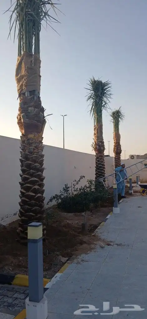 نخل للبيع جميع المقاسات 6