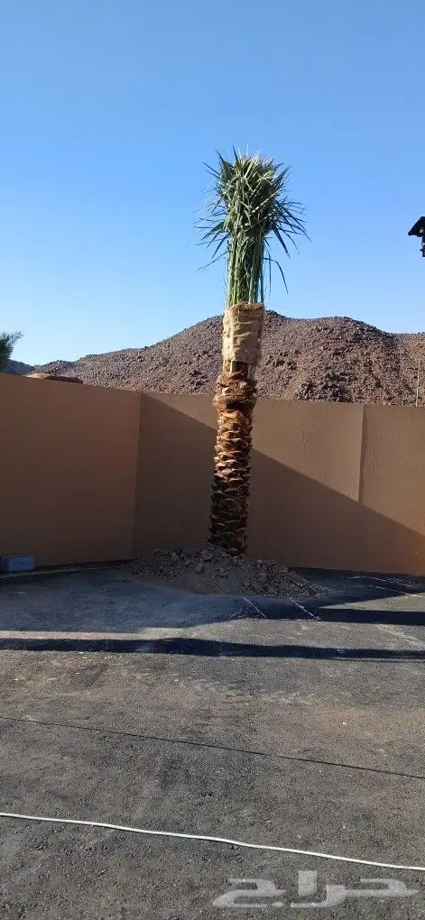 نخل للبيع جميع المقاسات 8