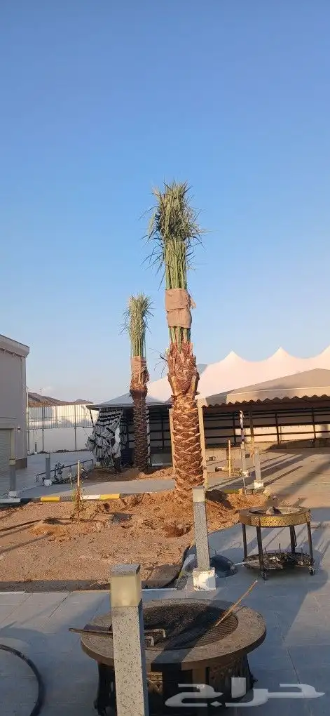 نخل للبيع جميع المقاسات 5