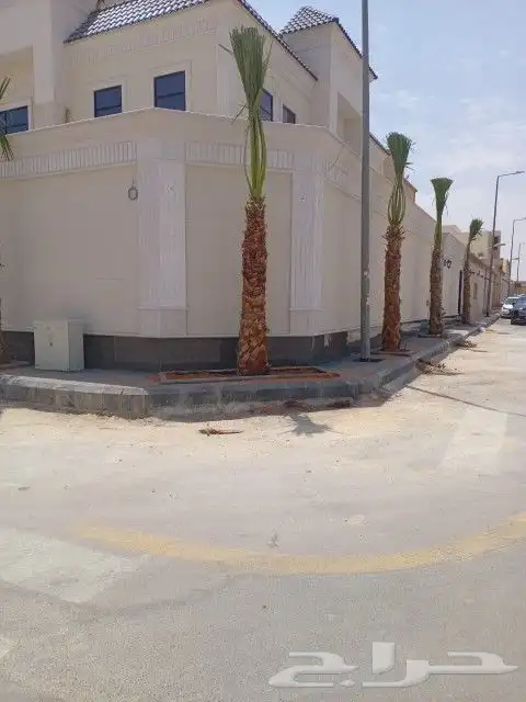 نخل واشنطن زينه جميع المقاسات متوفره 7