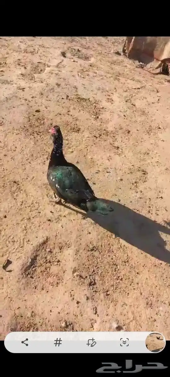 بط بح بيايض العدد مفتوح ذكر بح و الأنثى العدد مفتوح موق 1