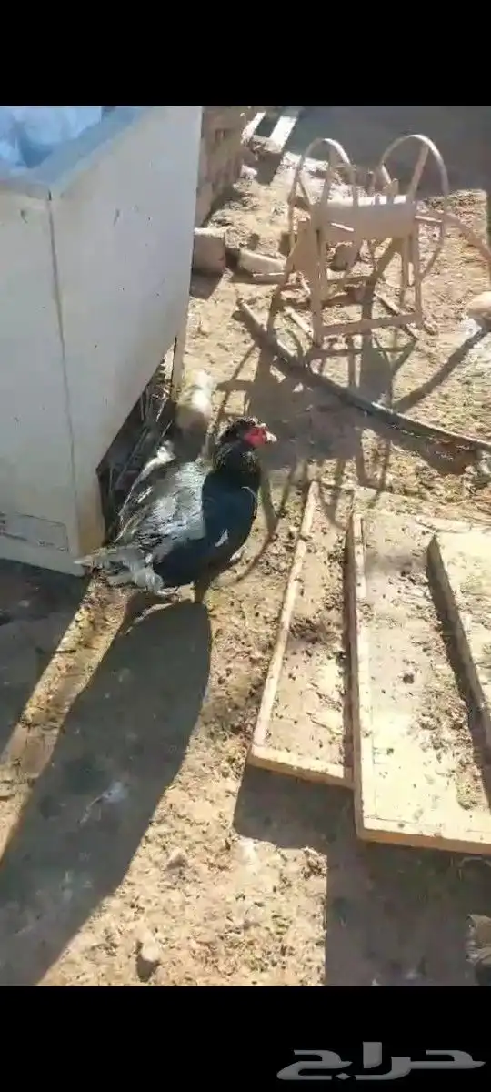 بط بح بيايض العدد مفتوح ذكر بح و الأنثى العدد مفتوح موق 0