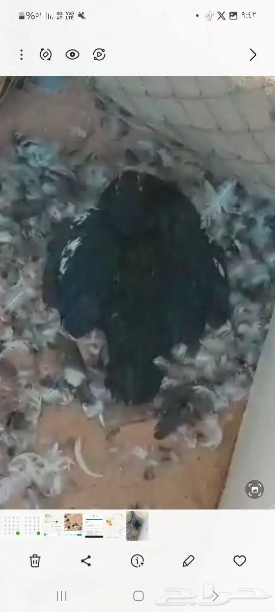 بط بح بيايض العدد مفتوح ذكر بح و الأنثى العدد مفتوح موق 8