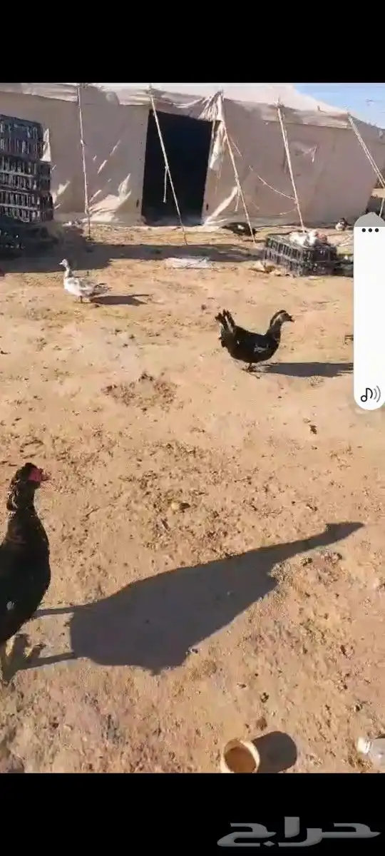 بط بح بيايض العدد مفتوح ذكر بح و الأنثى العدد مفتوح موق 2