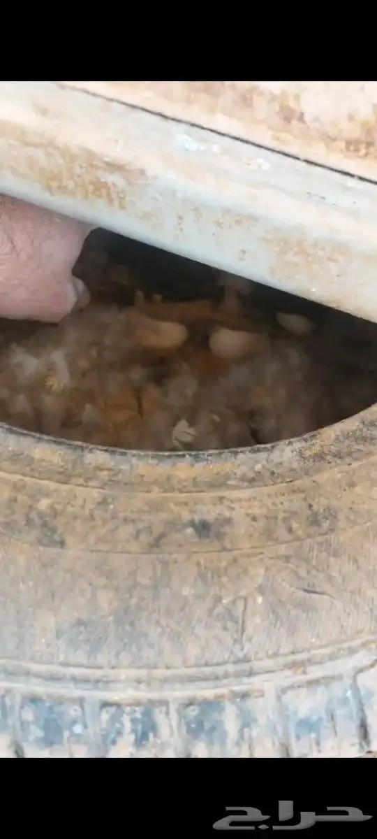 بط بح بيايض العدد مفتوح ذكر بح و الأنثى العدد مفتوح موق 7