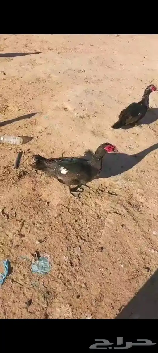 بط بح بيايض العدد مفتوح ذكر بح و الأنثى العدد مفتوح موق 3