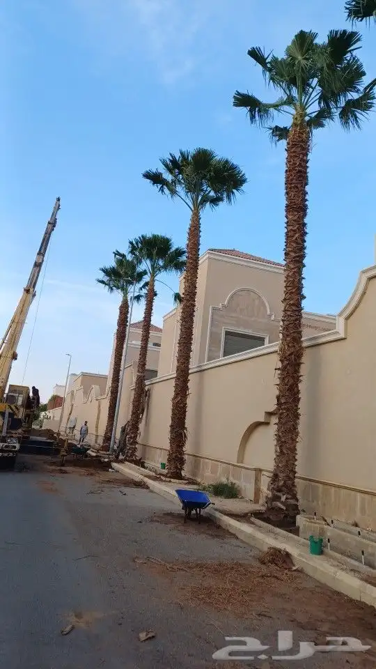 نخل للبيع جميع المقاسات 9