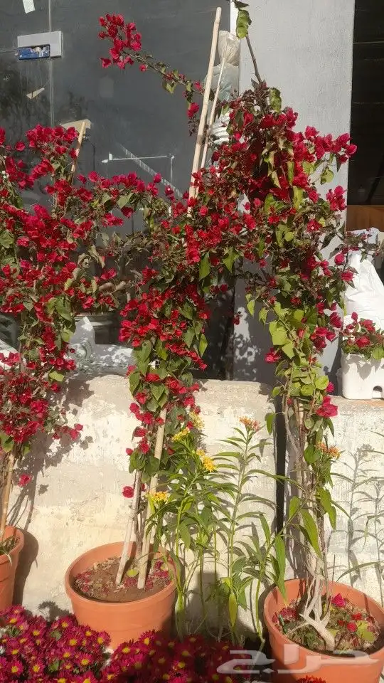 مشتل تنسيق حدائق 0