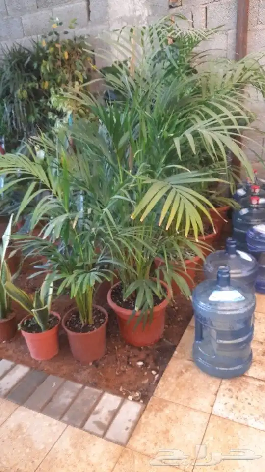 مشتل تنسيق حدائق 2