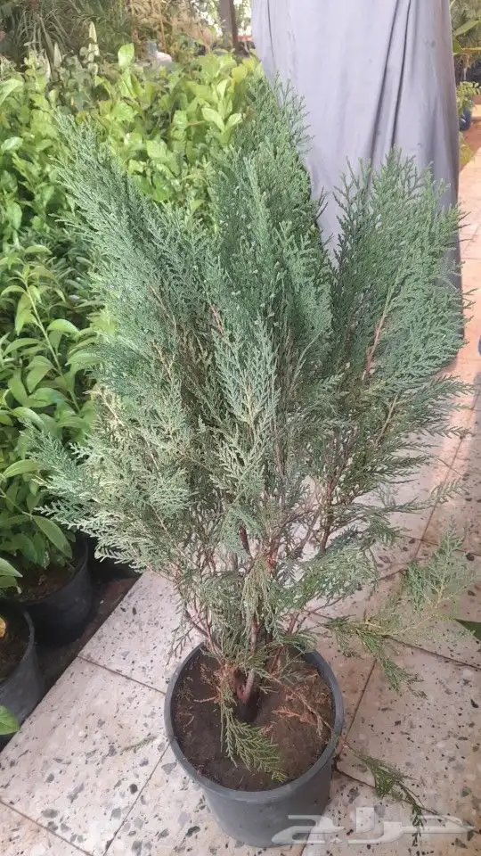 مشتل تنسيق حدائق 5