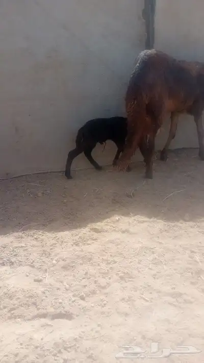 تم البيع سلام عليكم اخواني اعرض لكم رخل سواكن متبعهاطلي 2