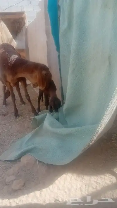 تم البيع سلام عليكم اخواني اعرض لكم رخل سواكن متبعهاطلي 1