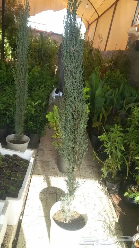 مشتل تنسيق حدائق 4