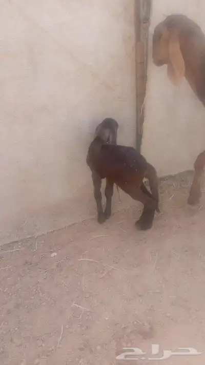 تم البيع سلام عليكم اخواني اعرض لكم رخل سواكن متبعهاطلي 0