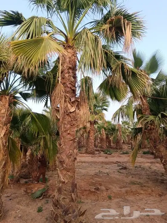 يوجد لدينا نخل واشنطن لزينة 1