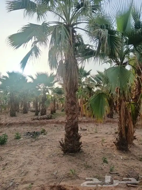 يوجد لدينا نخل واشنطن لزينة 2