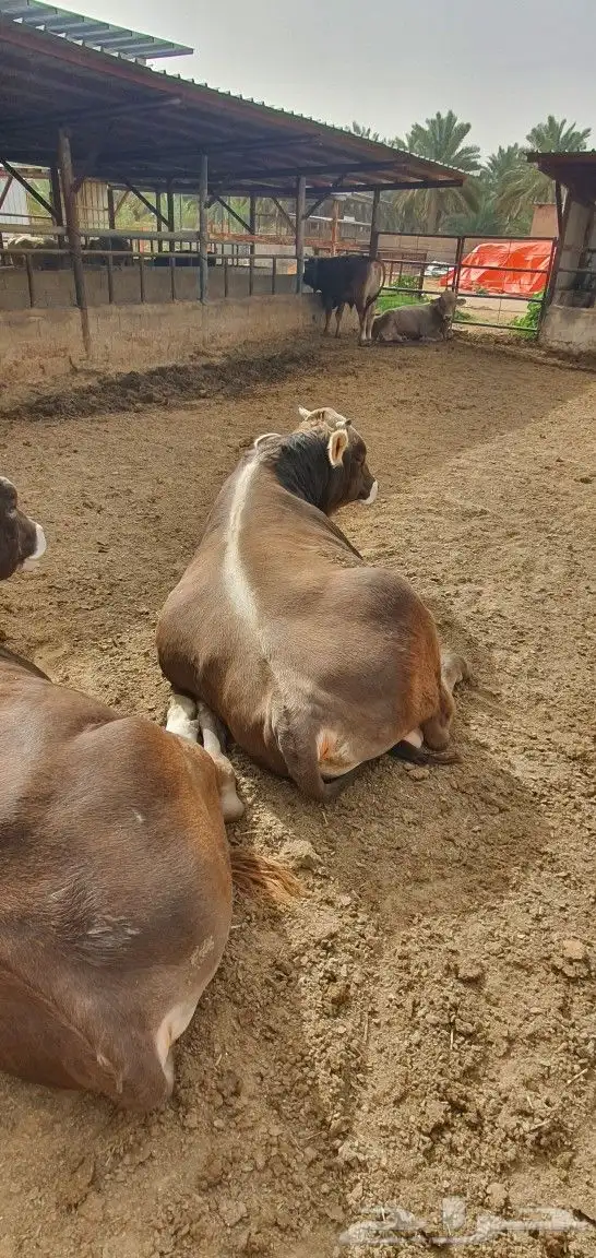 ثور عجل بتلو بقر 7