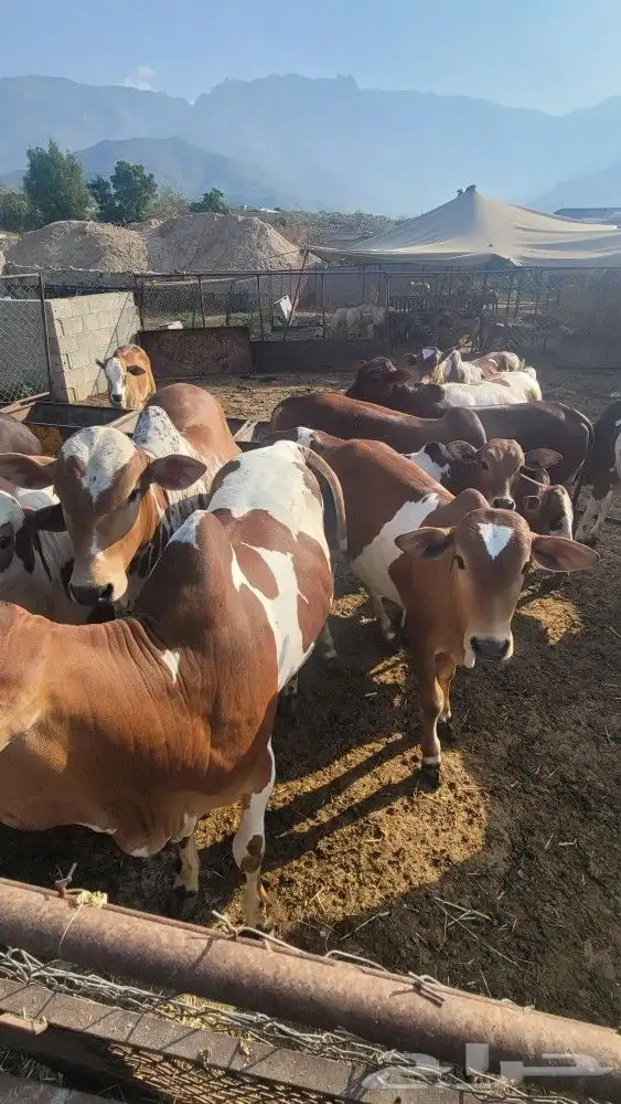 حسلان للبيع فل الفل الحق ماتلحق التواصل 3