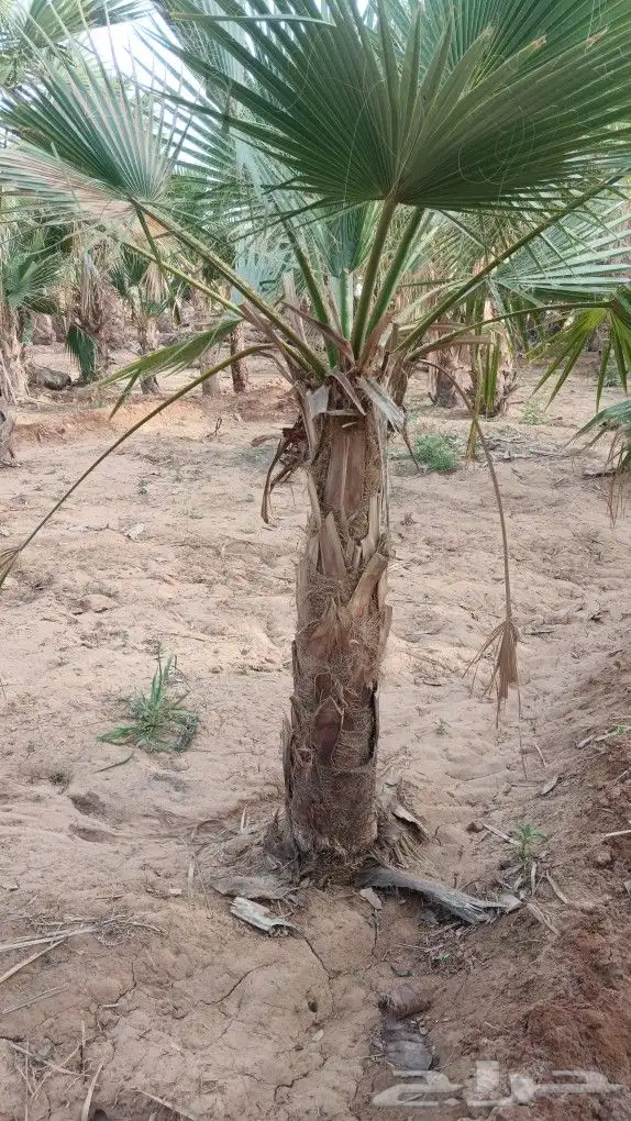 يوجد لدينا نخل واشنطن لزينة 0