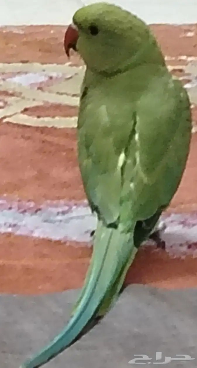 ببغاء مفقود 2