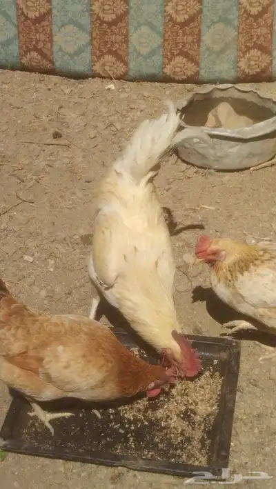دجاج الديك لهمان صافي وا دجاج بلدي حضان 0