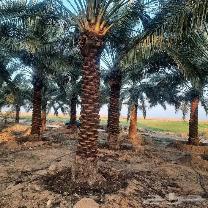 نخل للبيع جميع المقاسات 2