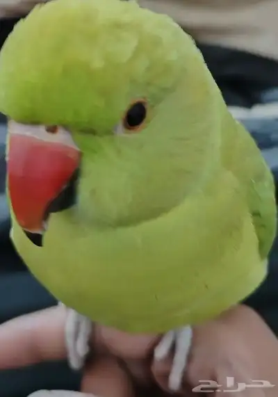 ببغاء مفقود 1