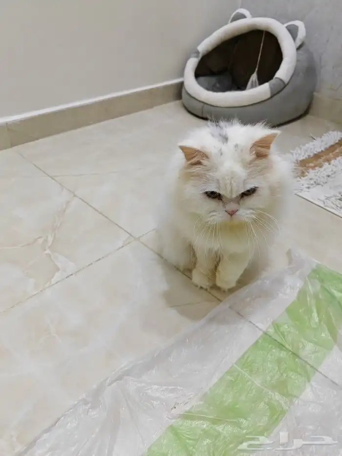قط شيرازي لعوب جدا للتبني 0