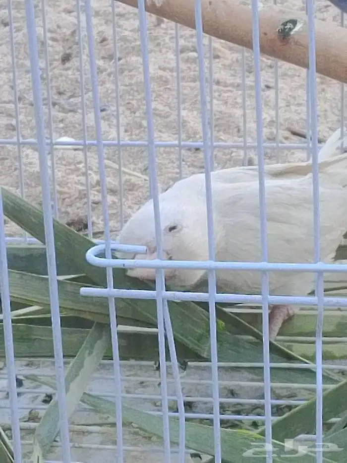 للبيع زوجين روز 12