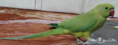 ببغاء مفقود 0