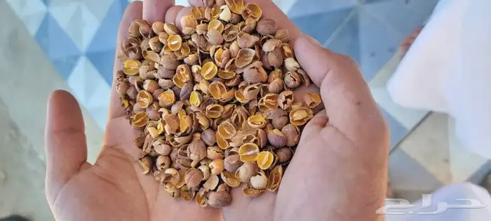 ذره بيضا جيزايه لبن سعر الكيس 280 وزن 77 كيلو...75.. 6