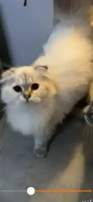 قطط شيرازية للتبني 0