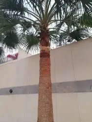التعديل جميع أنواع النخيل والأشجار 1