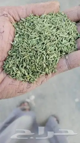 ذره بيضا جيزايه لبن سعر الكيس 280 وزن 77 كيلو...75.. 8