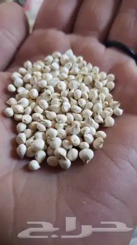 ذره بيضا جيزايه لبن سعر الكيس 280 وزن 77 كيلو...75.. 10