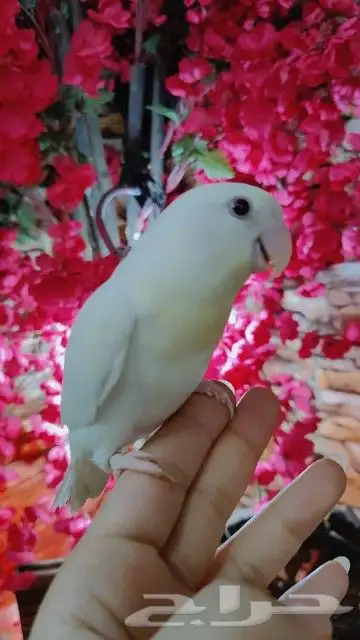 للبيع ببغاء الروز لون أبيض صافي لعشاق النوادرر أليف جدا 3